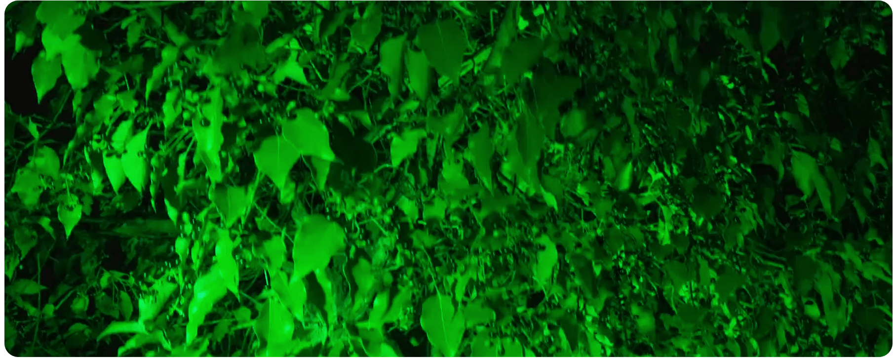 Rodie IP Pro - Battery Operated IP65 Par UV Wash